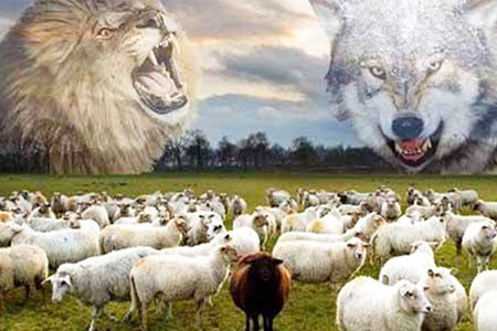 Nếu là cừu, bạn chọn kẻ thù là sói hay sư tử